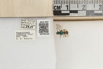 Media type: image;   Entomology 795150 Aspect: Labels
